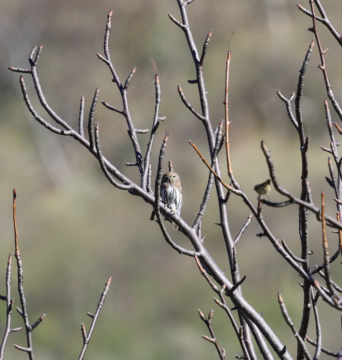 Ferruginous Pygmy-Owl - ML613721243