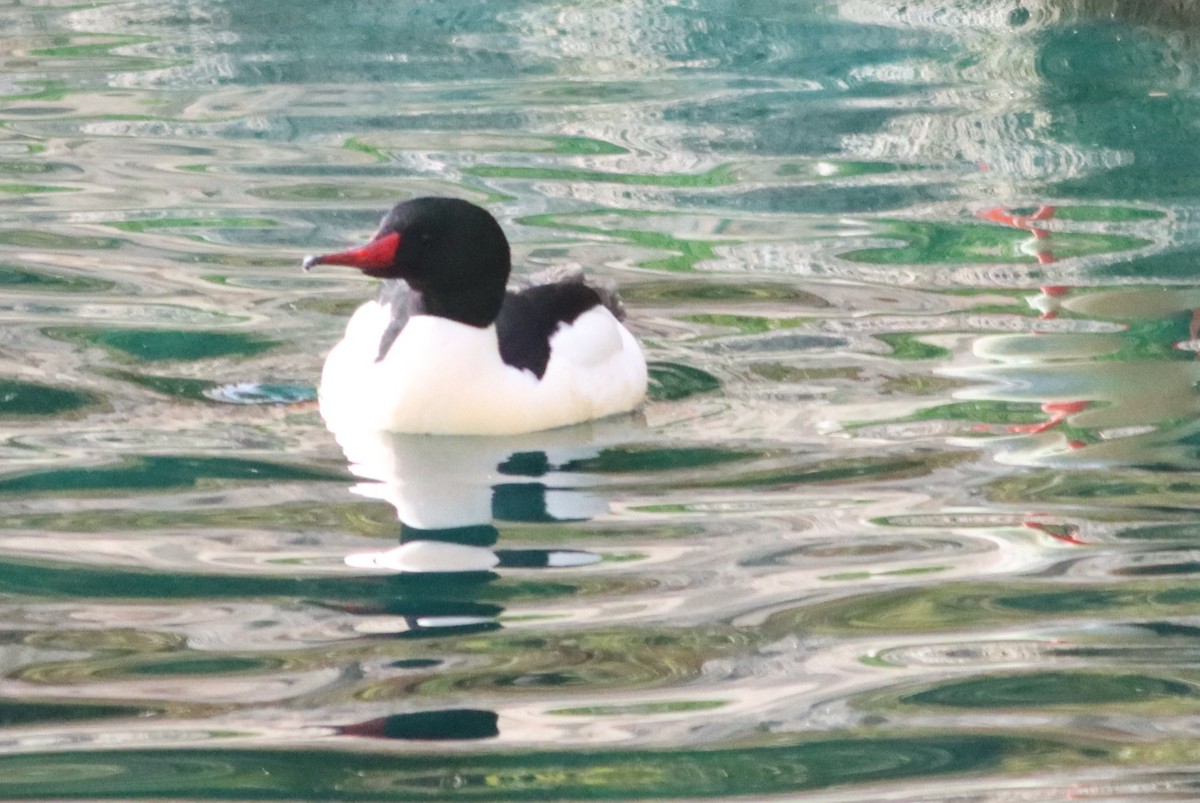 Common Merganser - ML613721260