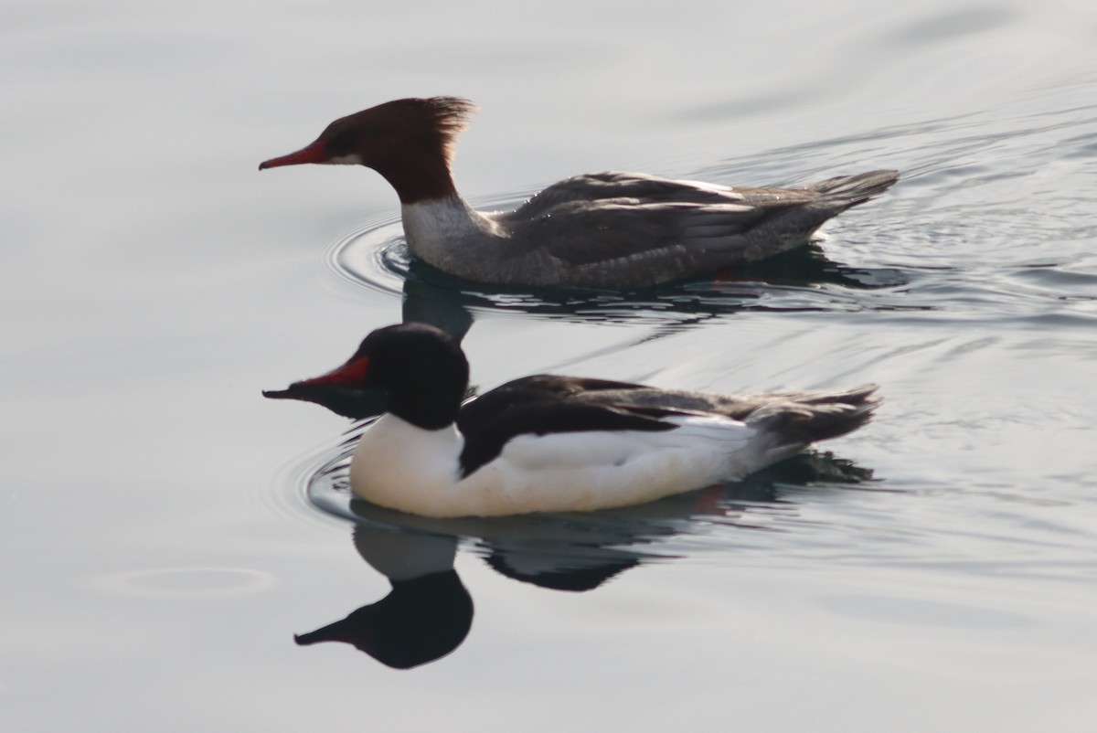 Common Merganser - ML613721261