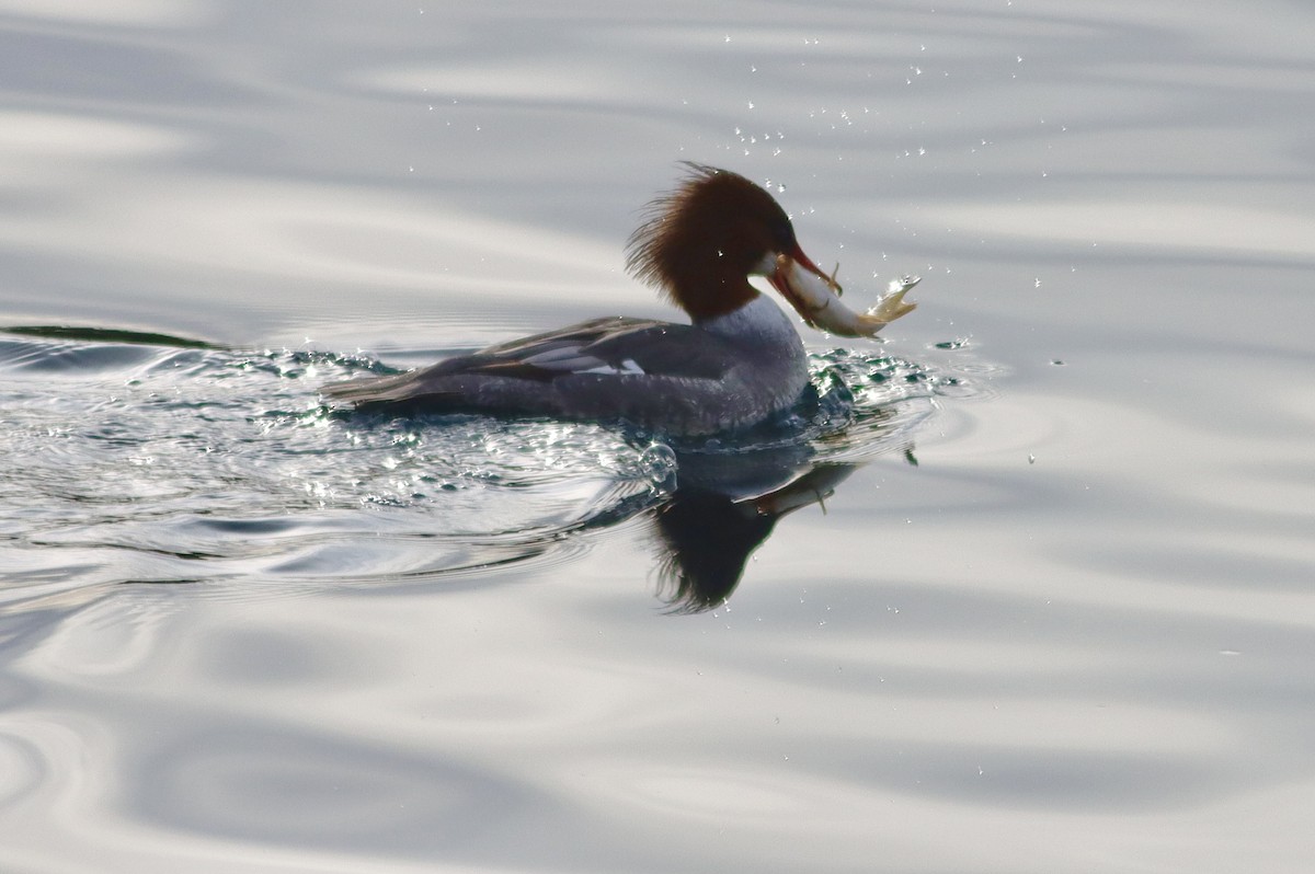 Common Merganser - ML613721262