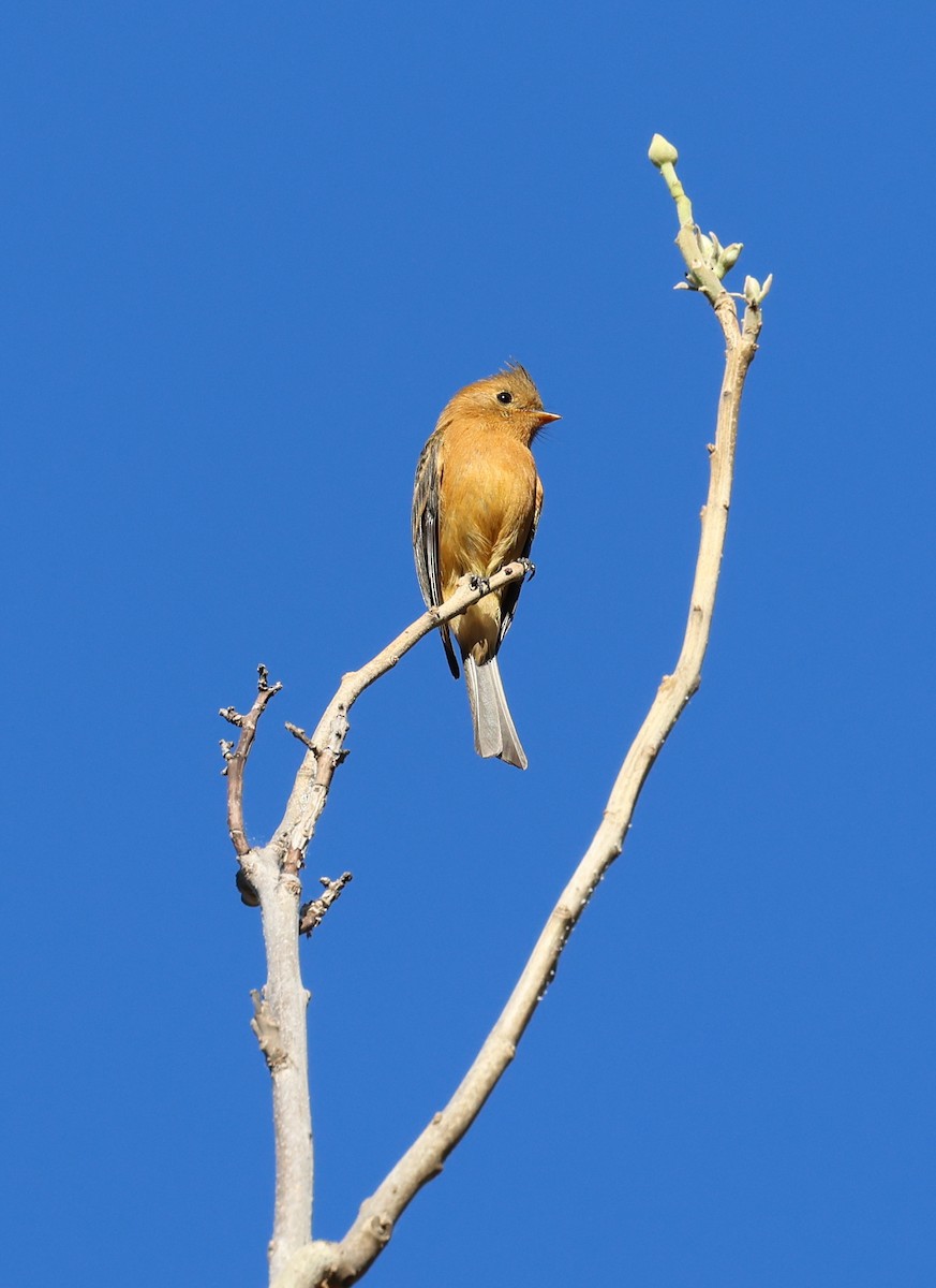 Tufted Flycatcher - David Stejskal