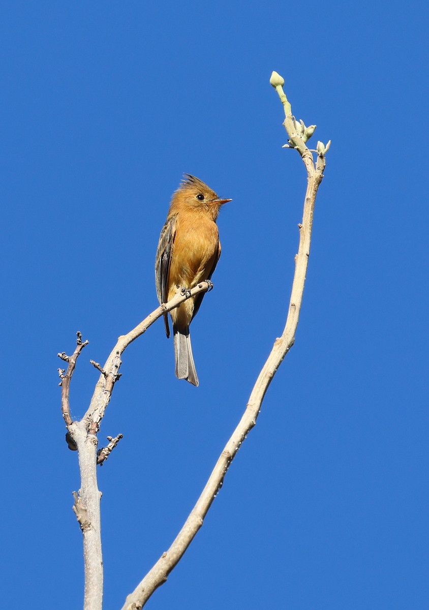 Tufted Flycatcher - David Stejskal