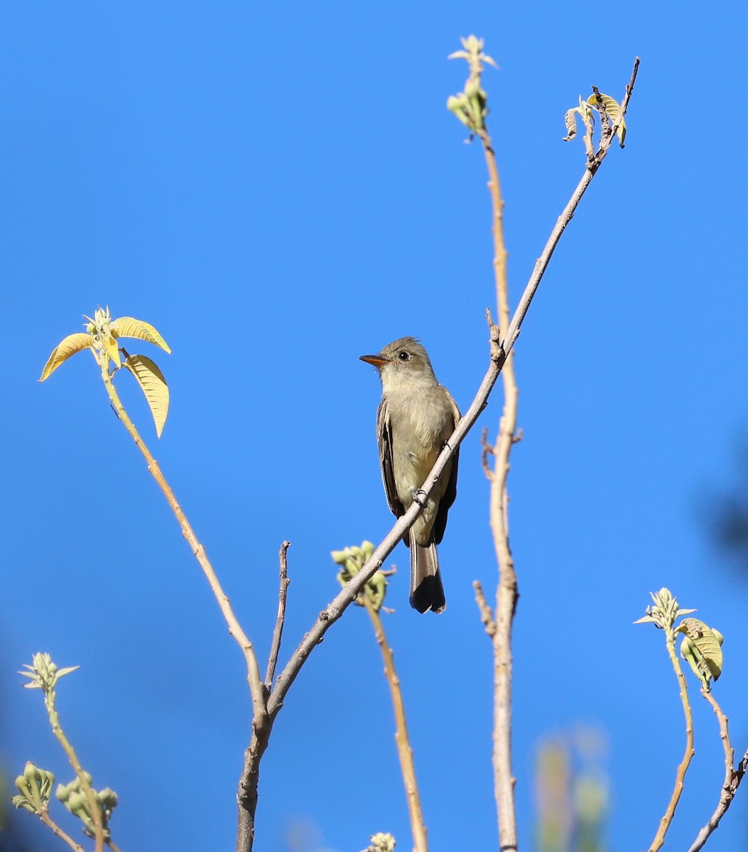 Greater Pewee - David Stejskal