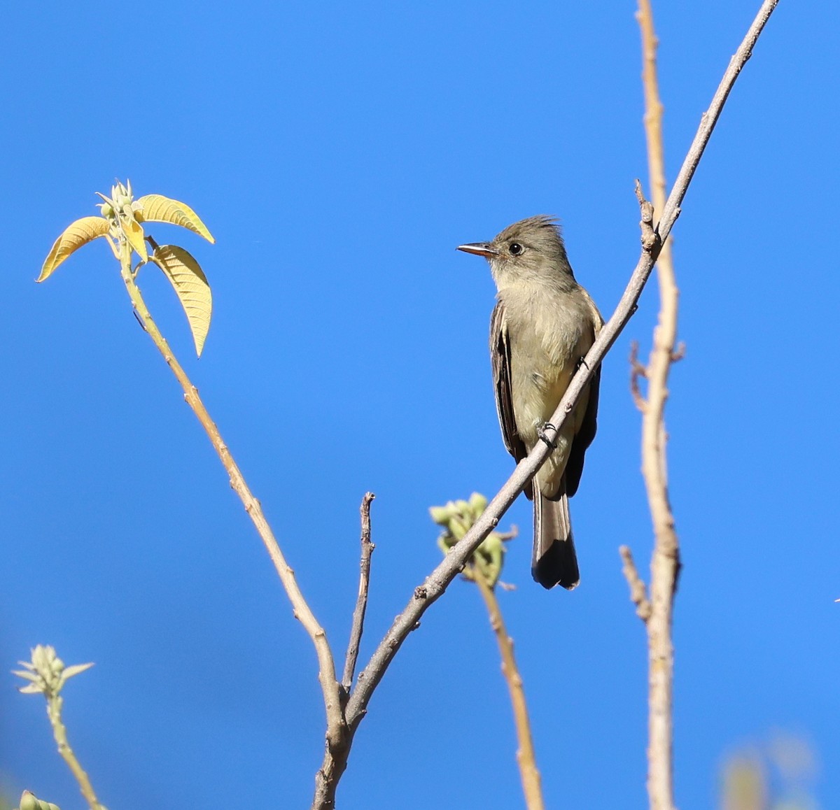 Greater Pewee - David Stejskal