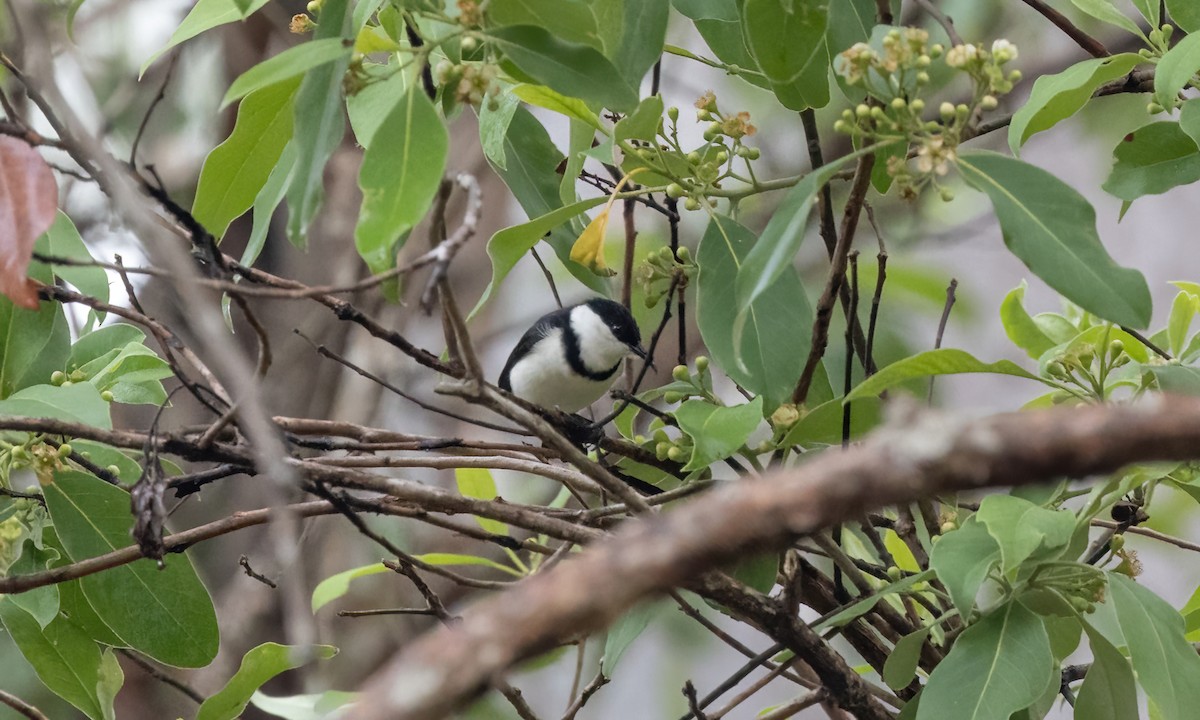 Banded Honeyeater - ML613721292