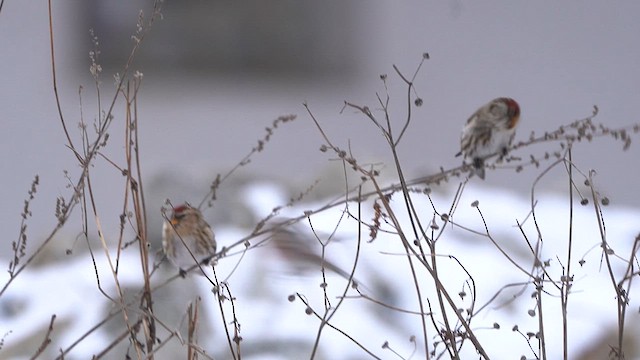 Common Redpoll - ML613721300