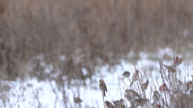 Common Redpoll - ML613721301