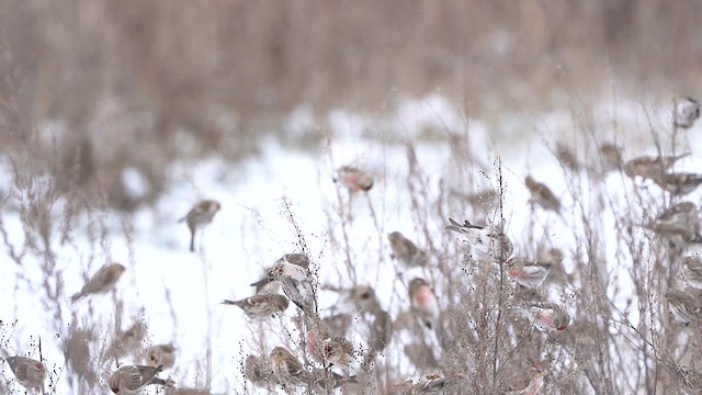 Redpoll (Common) - ML613721304
