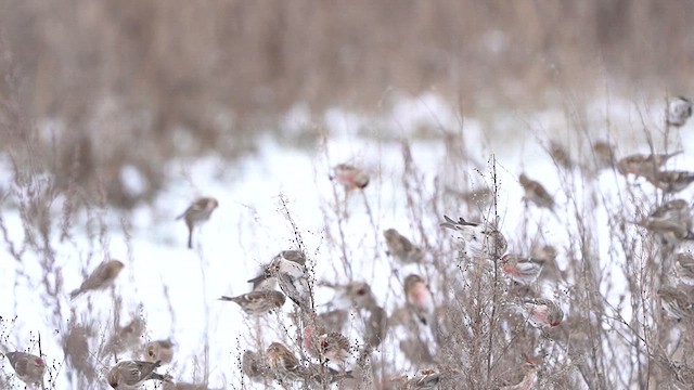 Common Redpoll - ML613721304