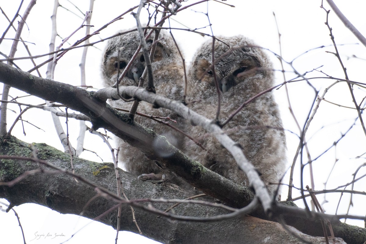 Tawny Owl - Gregorio Pérez Saavedra