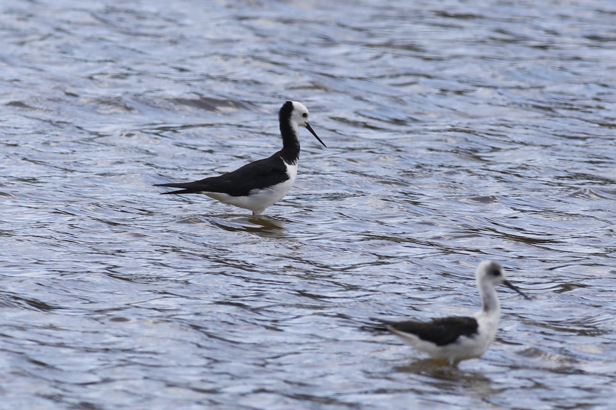 Pied Stilt - ML613721350