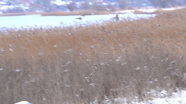 Redpoll (Common) - ML613721356