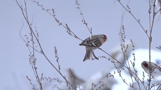 Redpoll (Common) - ML613721361