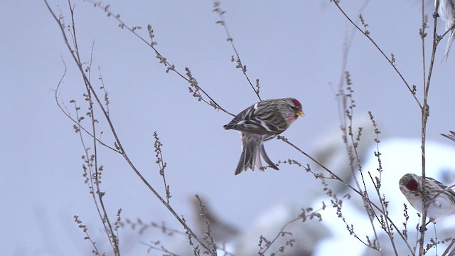 Common Redpoll - ML613721361