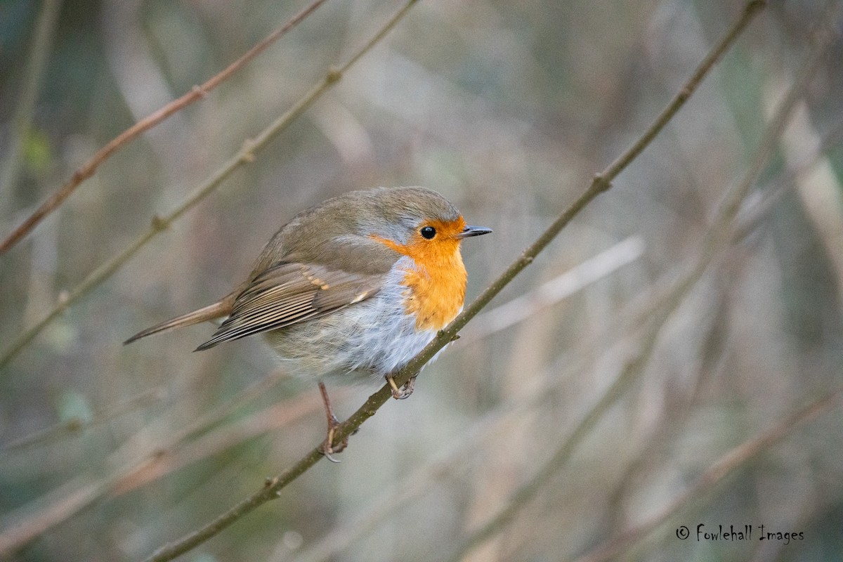 European Robin - David Higgins