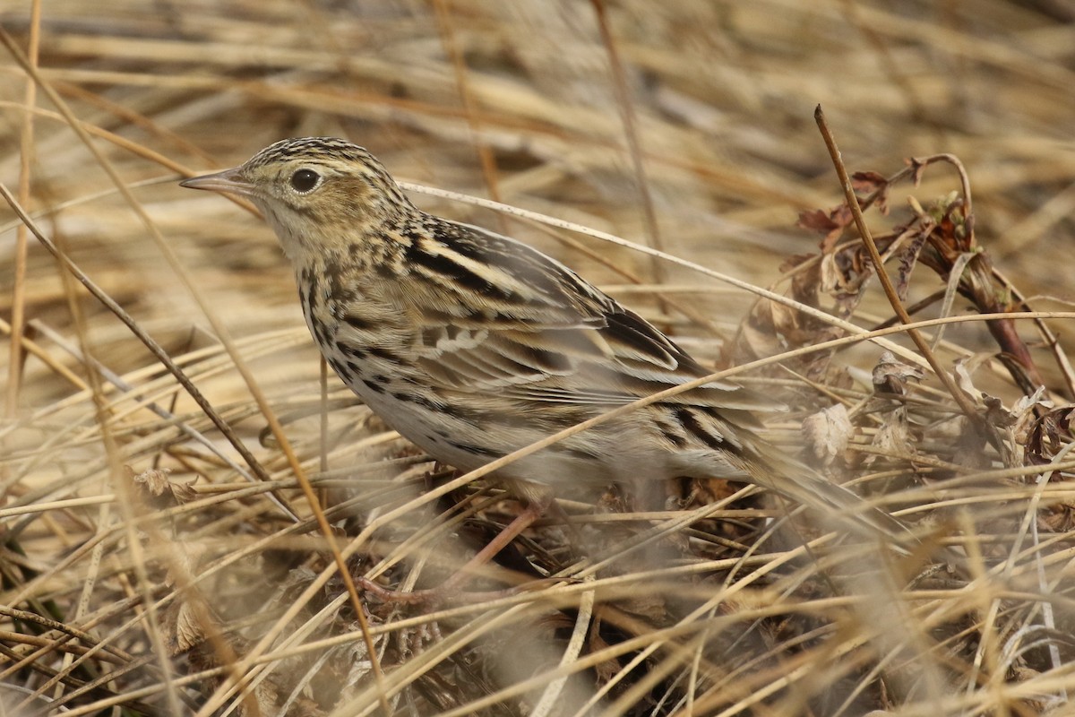 Correndera Pipit - ML613721418