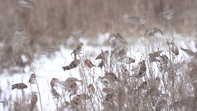 Redpoll (Common) - ML613721419