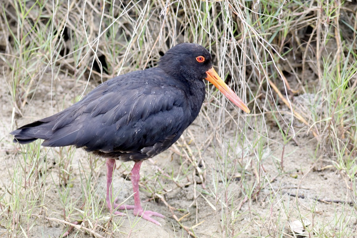 Variable Oystercatcher - ML613721422