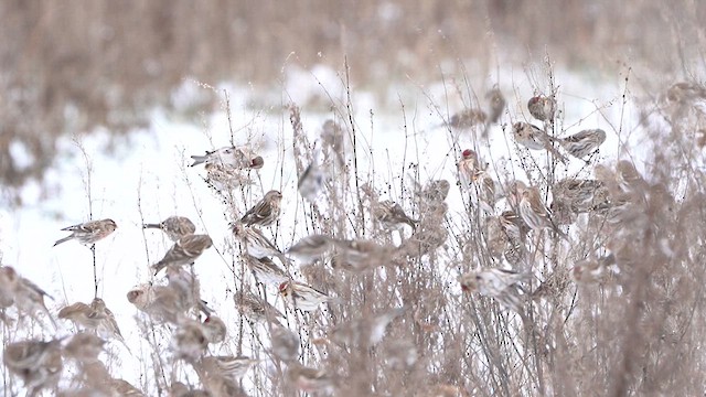 Redpoll (Common) - ML613721423
