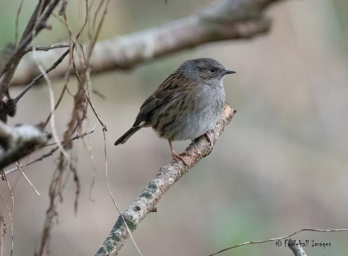 Dunnock - David Higgins