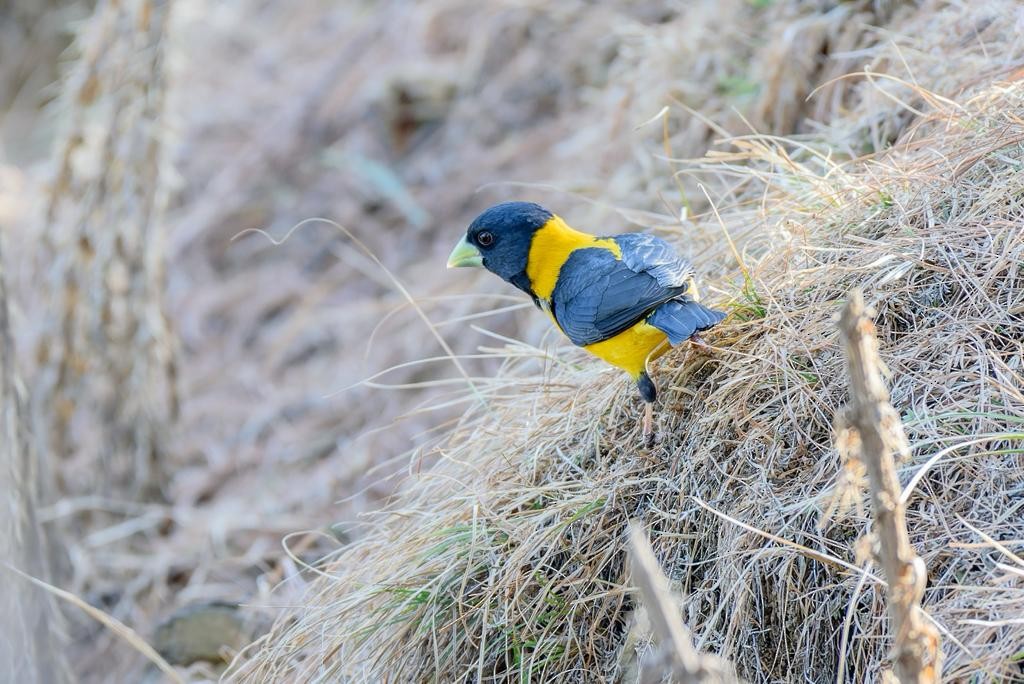 Black-and-yellow Grosbeak - ML613721444