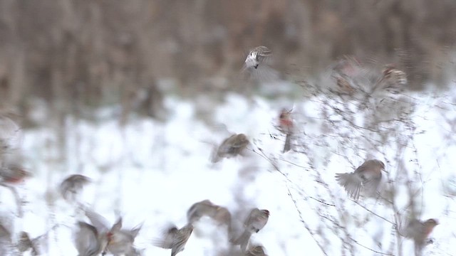 Redpoll (Common) - ML613721446