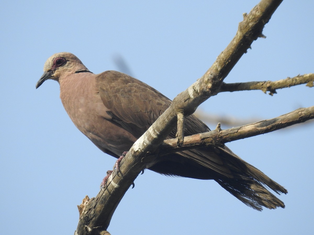 Red-eyed Dove - ML613721465