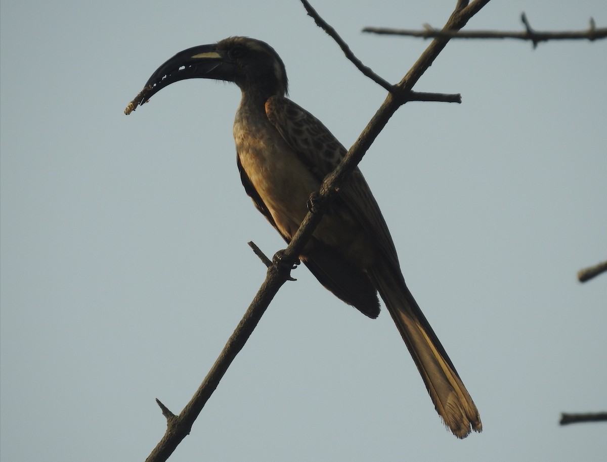 African Gray Hornbill - ML613721488