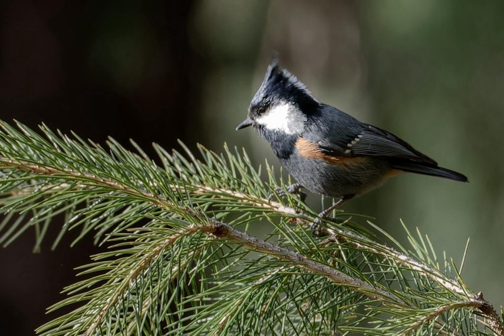 Coal Tit - ML613721500