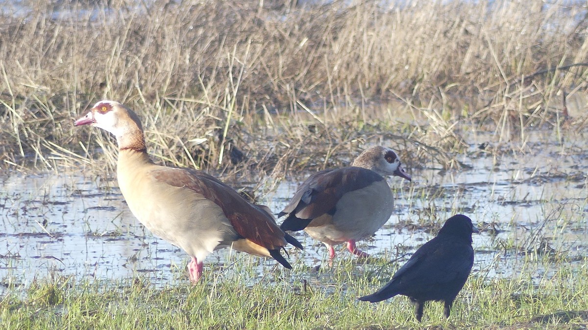 Egyptian Goose - ML613721514