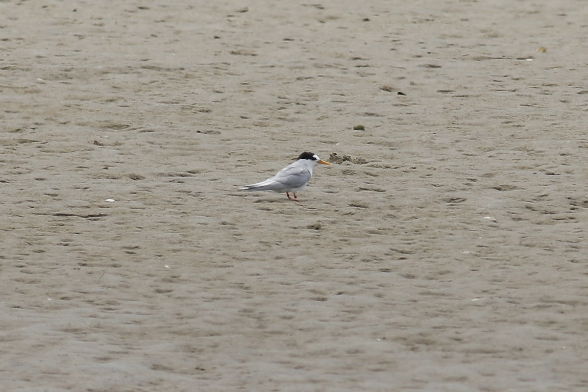 Australian Fairy Tern - ML613721541