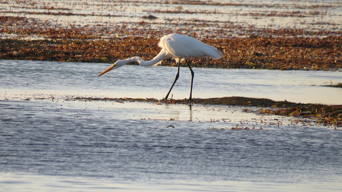 Great Egret - ML613721557