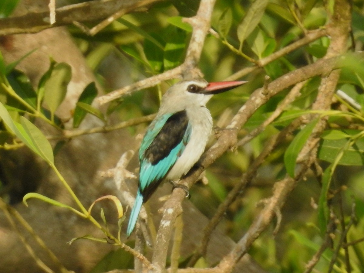 Martin-chasseur du Sénégal - ML613721562