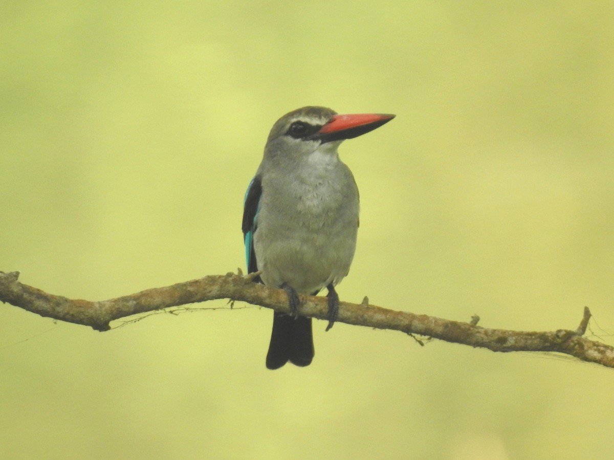 Woodland Kingfisher - ML613721563