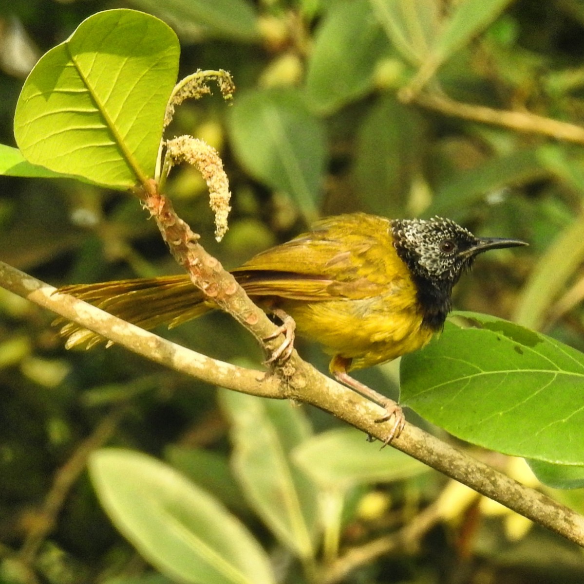 Oriole Warbler - ML613721598