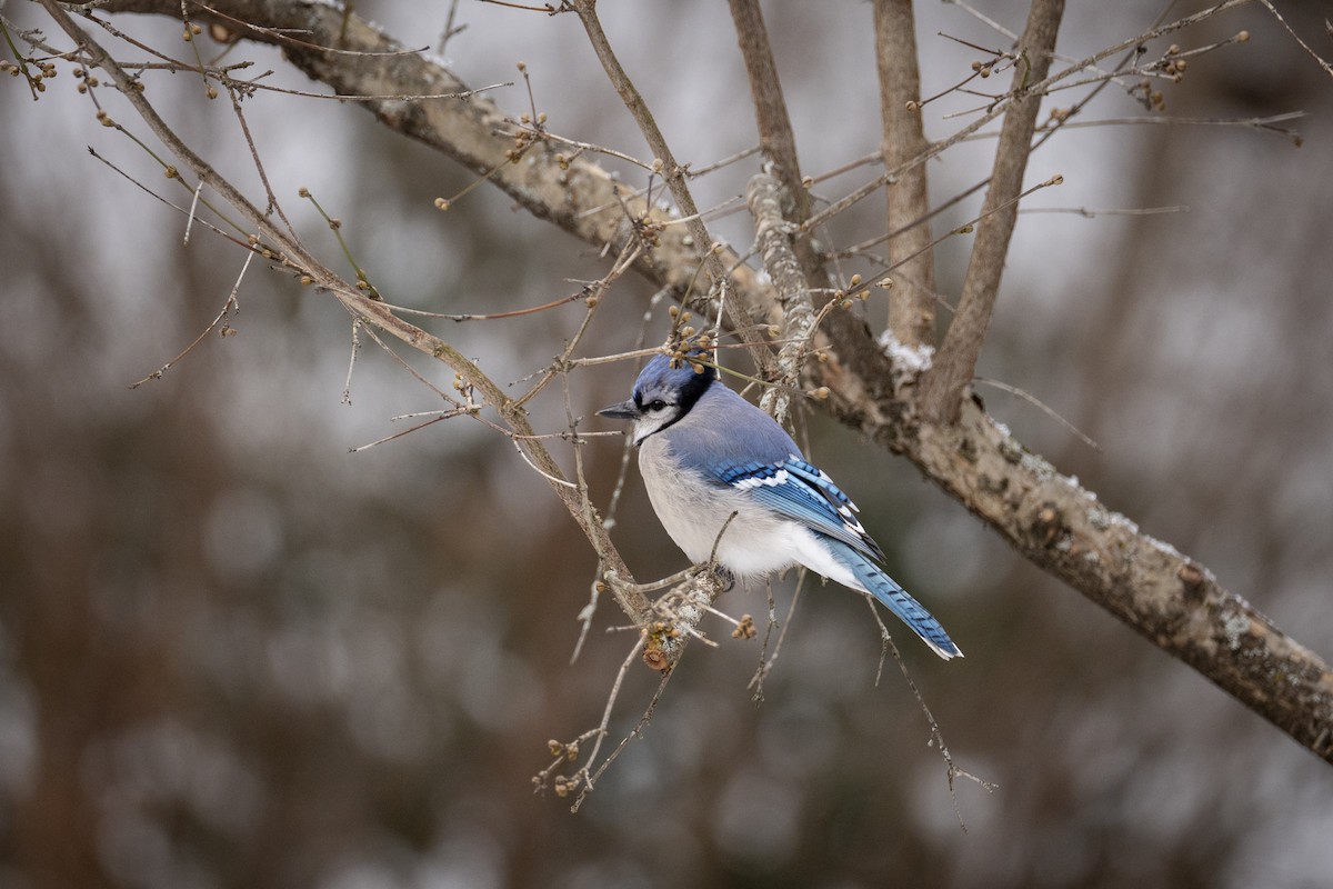 Blue Jay - ML613721602