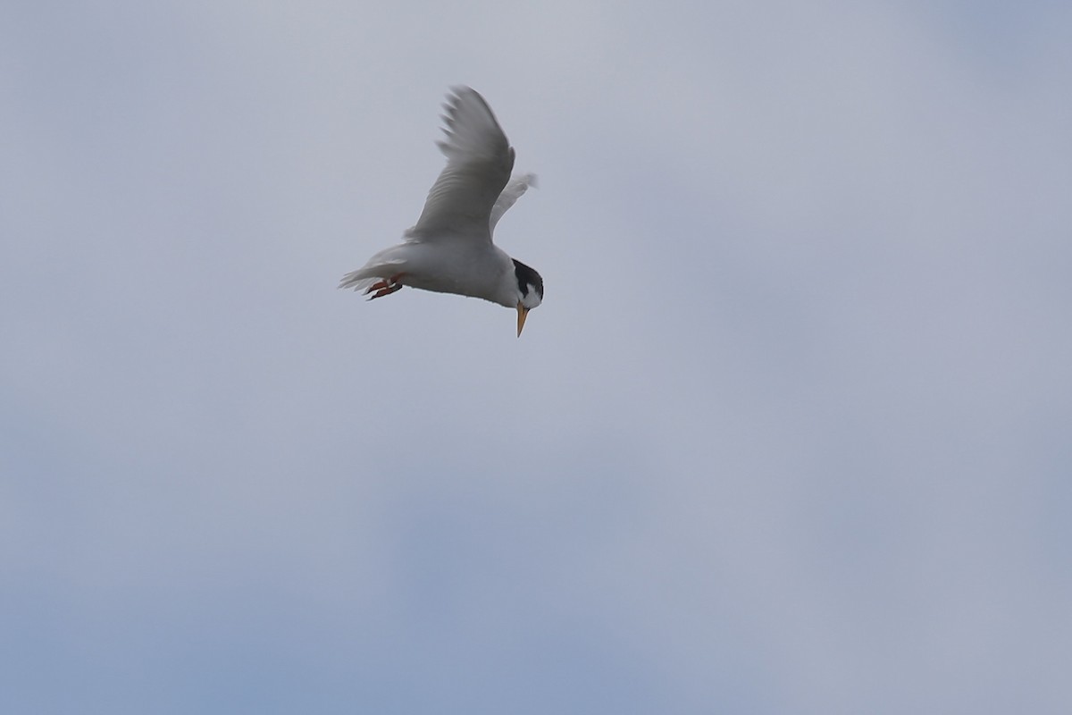 Australian Fairy Tern - ML613721607