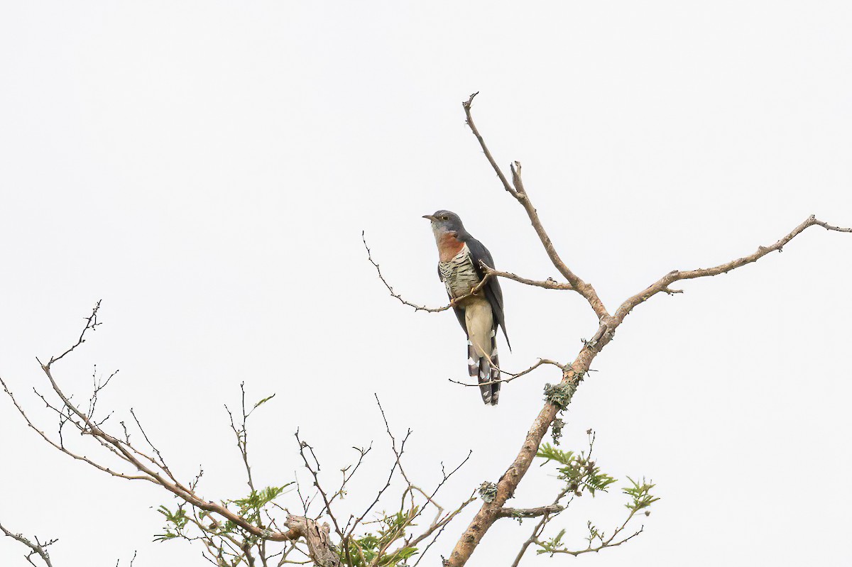 Cuco Solitario - ML613721609