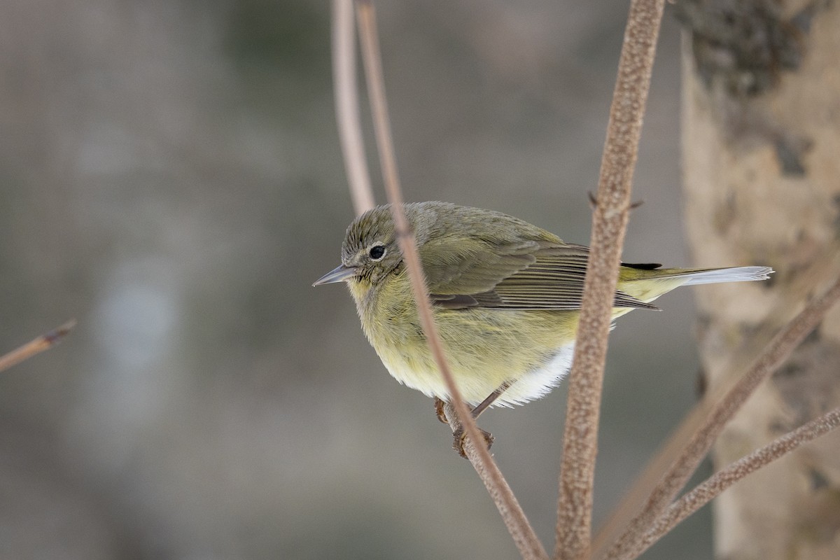 Orange-crowned Warbler - Anna Xu