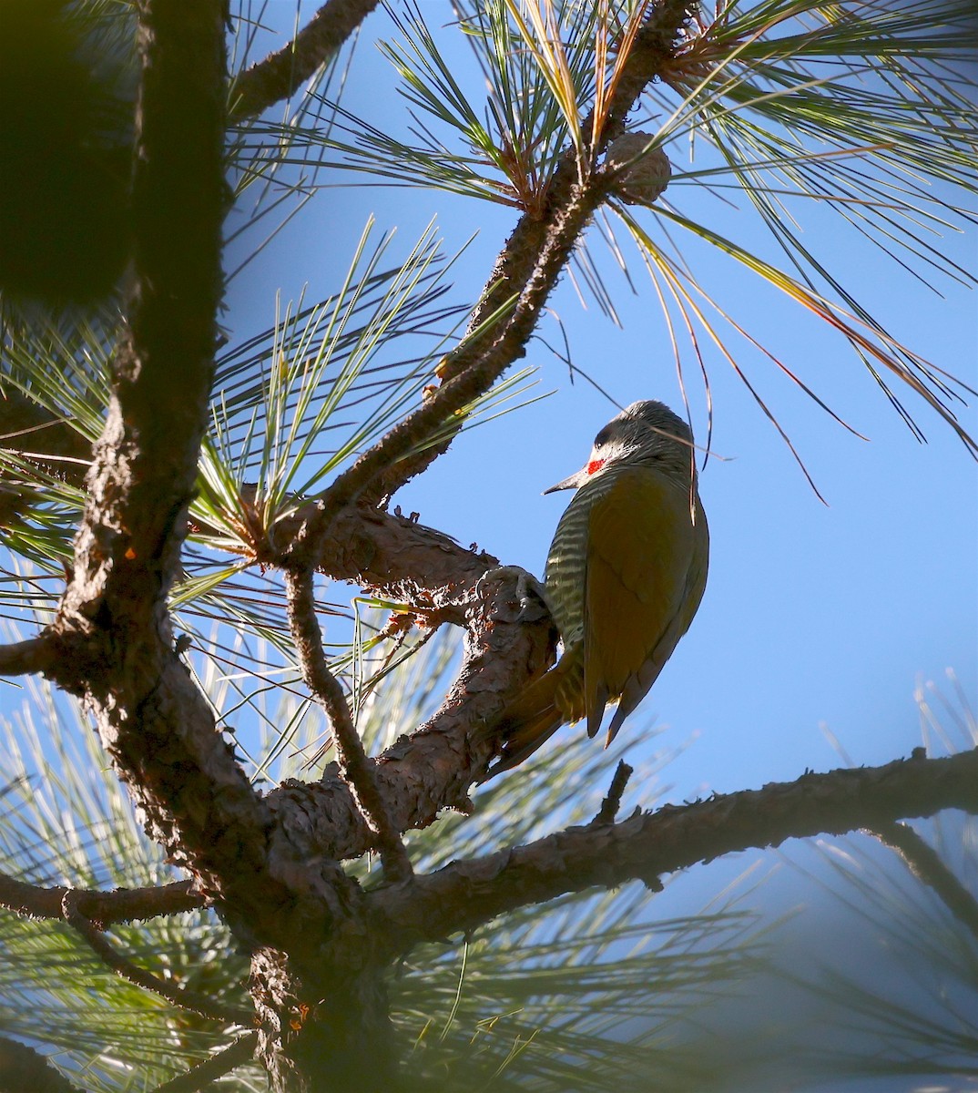 Gray-crowned Woodpecker - ML613721636