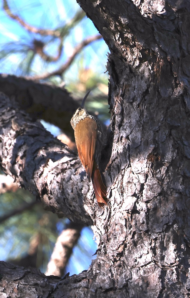 White-striped Woodcreeper - ML613721657