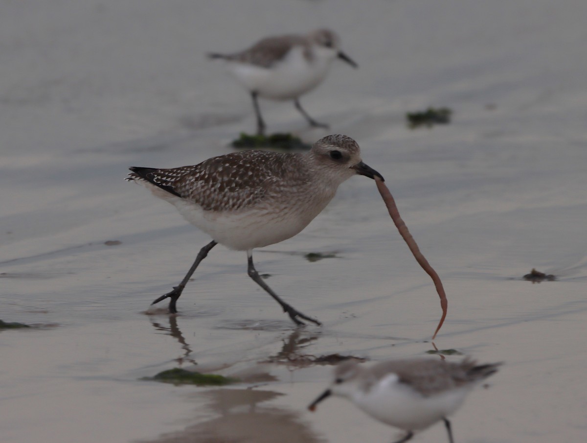 Black-bellied Plover - bill belford