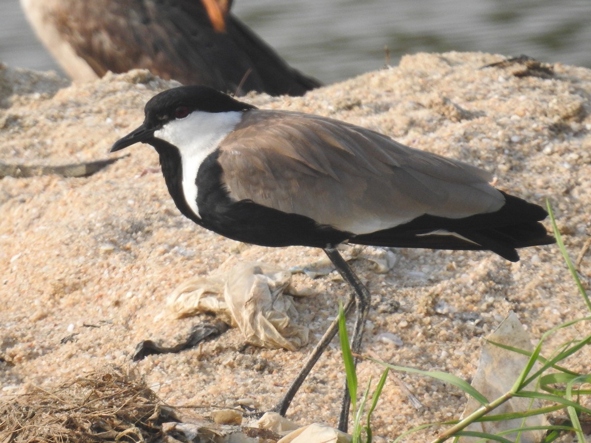 Spur-winged Lapwing - ML613721677