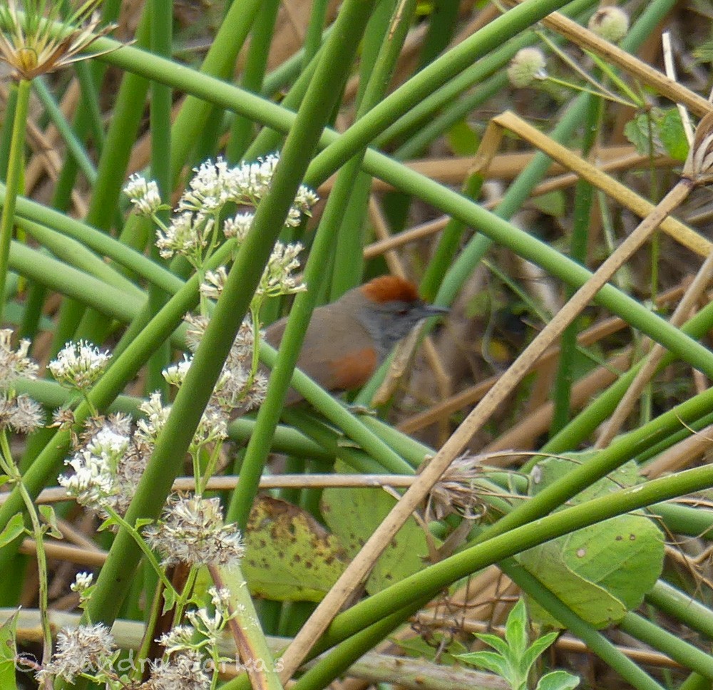 Cinereous-breasted Spinetail - Sandra Farkas