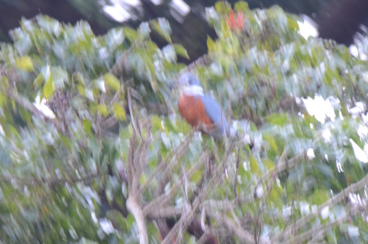 Ringed Kingfisher - ML613721700