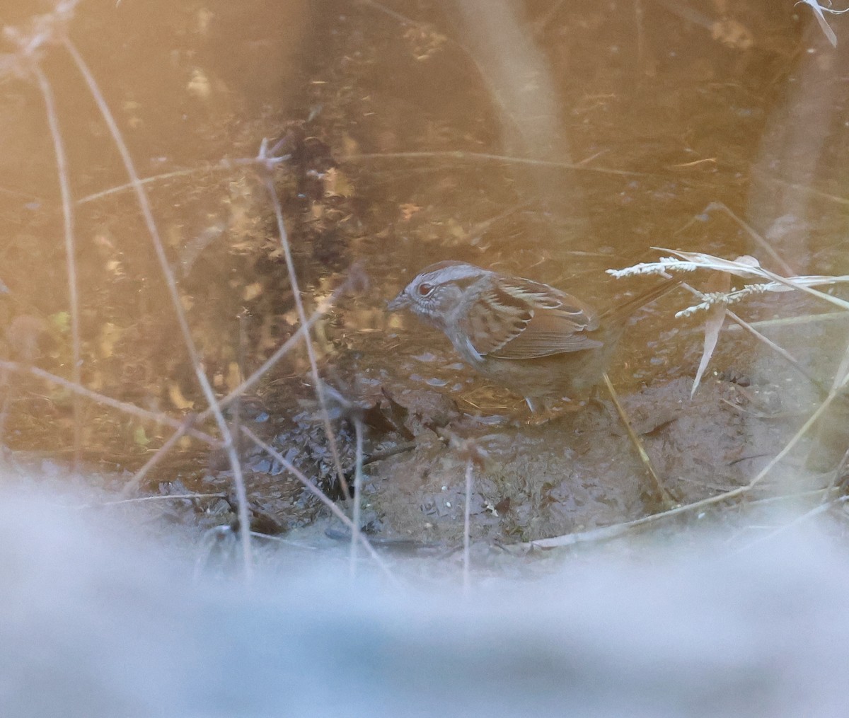 Swamp Sparrow - ML613721759