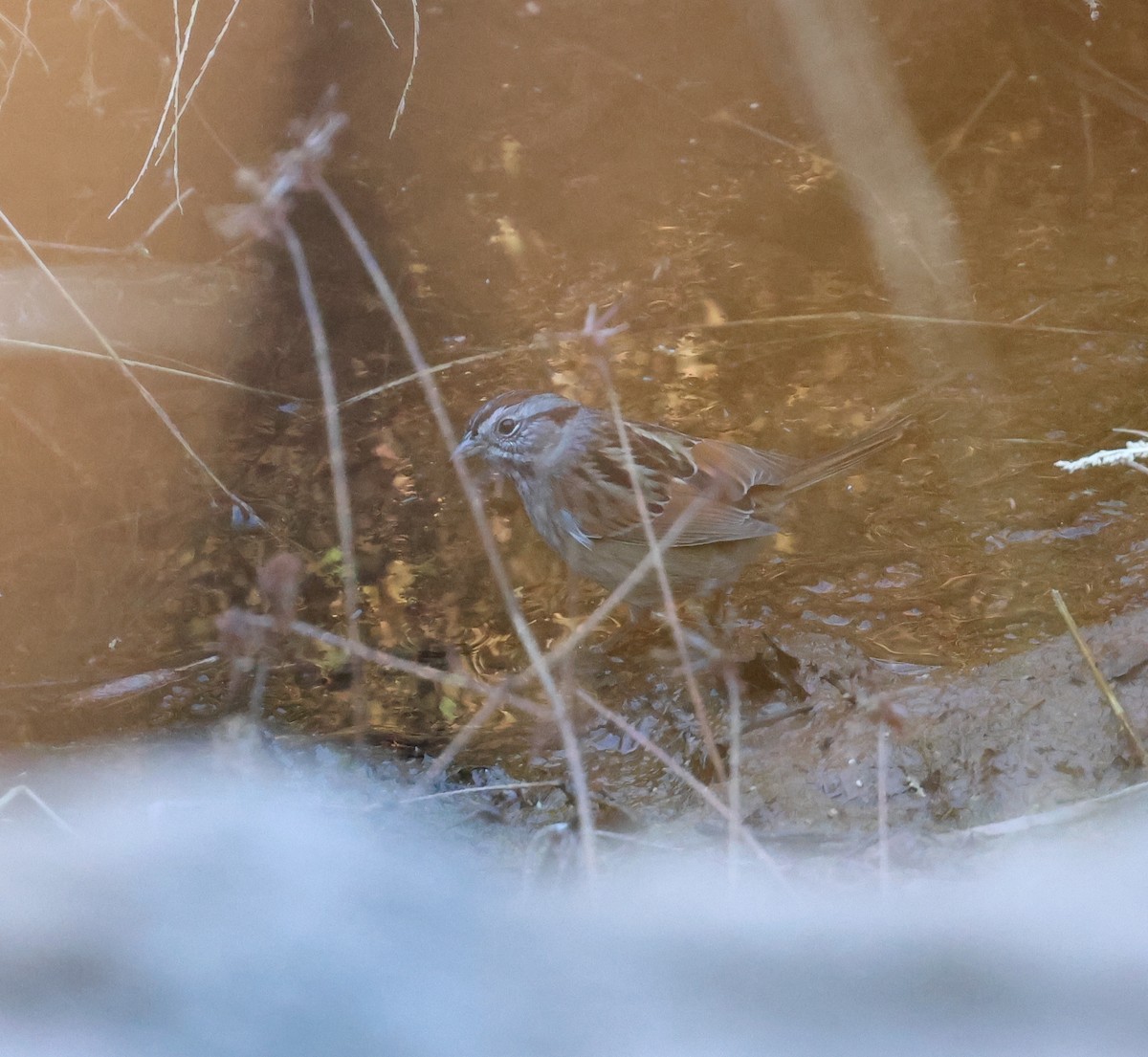Swamp Sparrow - ML613721760