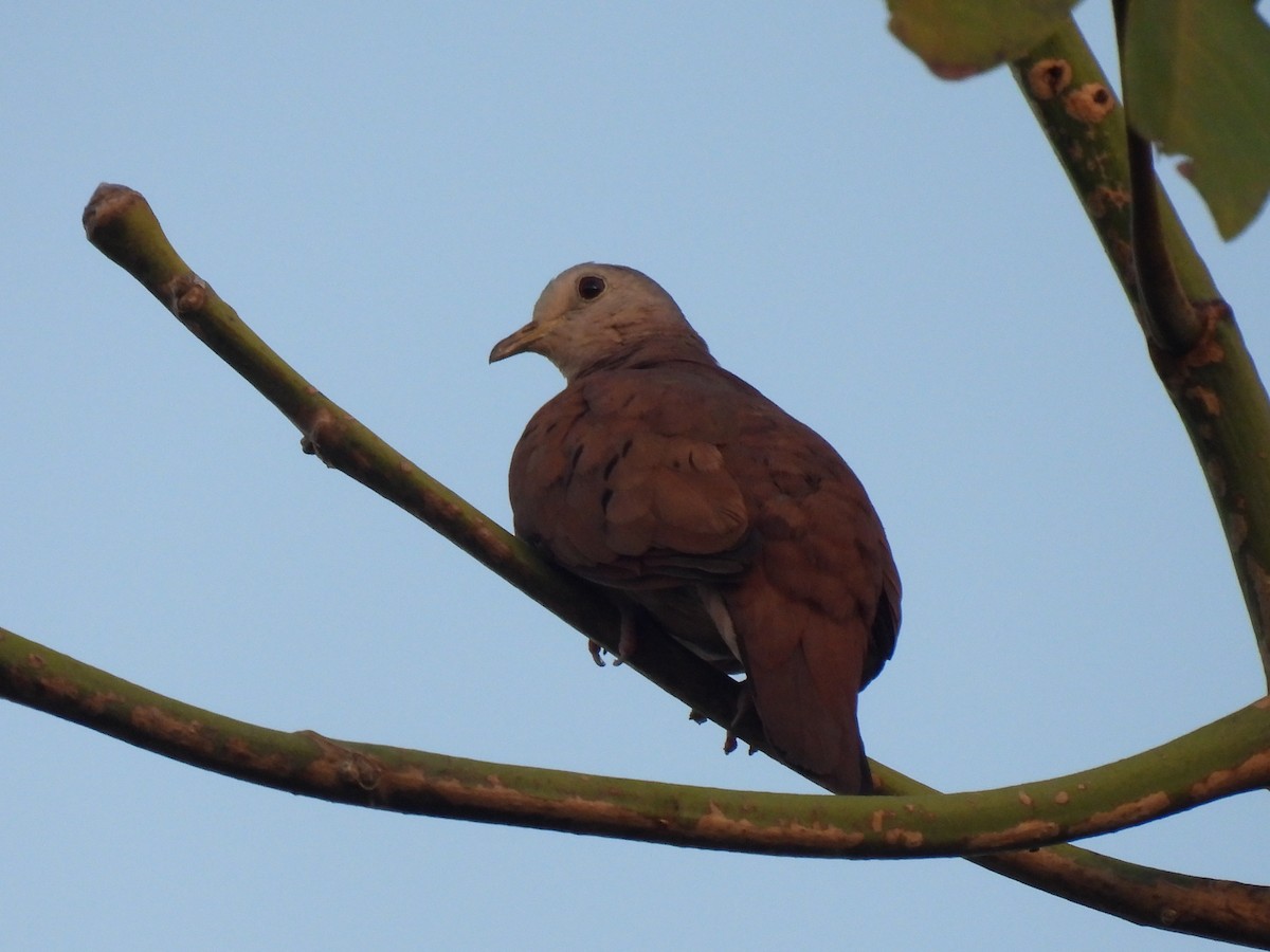 Ruddy Ground Dove - Miguel Ángel  Pardo Baeza