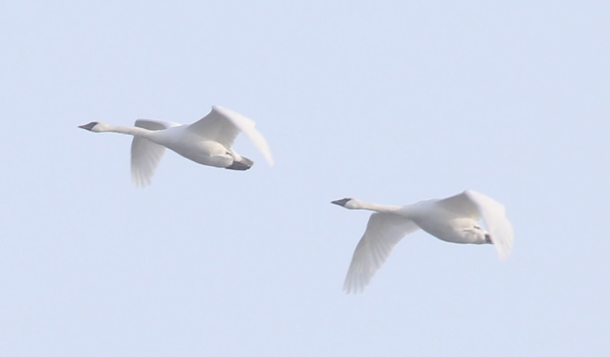 Trumpeter Swan - Cathy Cox