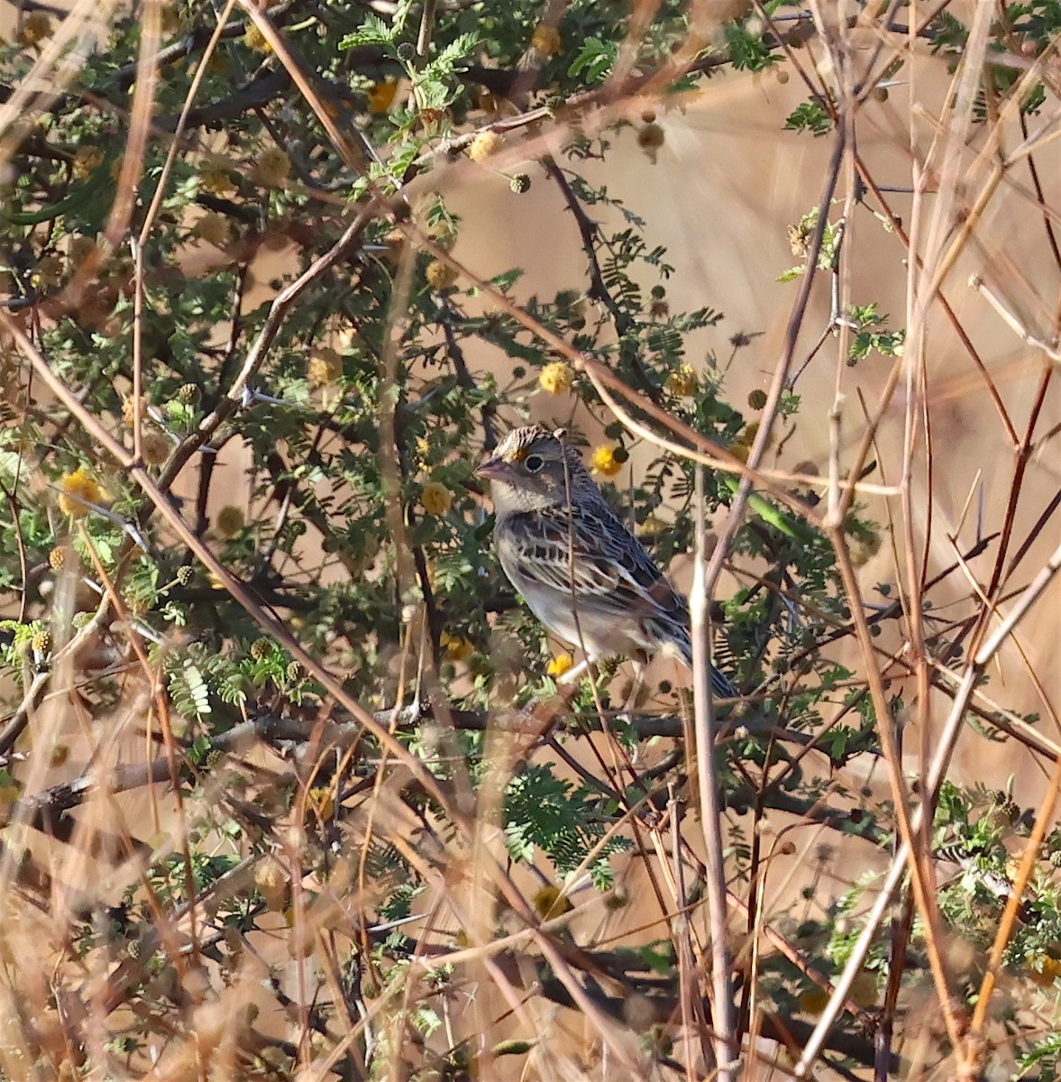 Grasshopper Sparrow - ML613721814